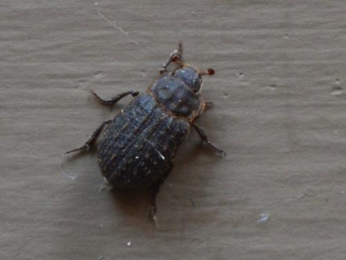 Trox scaber